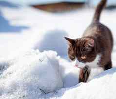 棕色（的）毛茸茸的猫使雪地里冬天