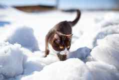 棕色（的）毛茸茸的猫使雪地里冬天