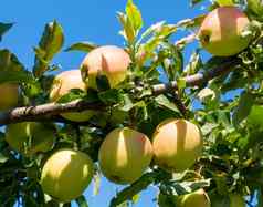 成熟苹果树分支苹果收获水果果园