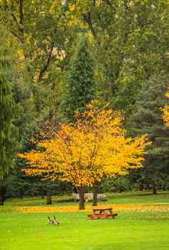 明亮的黄色的树公园秋天一天秋天季节加拿大
