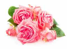 分支玫瑰精致的粉红色的颜色叶子白色背景