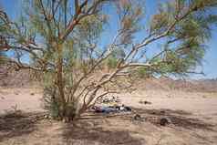 贫瘠的沙漠景观热沙漠气候树