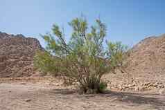 贫瘠的沙漠景观热气候金合欢树