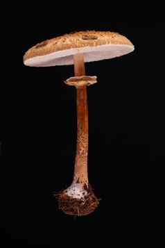 悬浮阳伞蘑菇Macrolepiota过程
