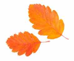 秋天的色彩斑斓的红色的罗文分支孤立的白色