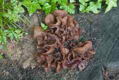 木耳朵蘑菇