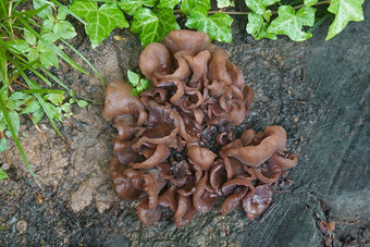 木耳朵蘑菇