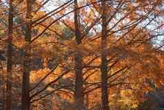 国家黎明红木树秋天