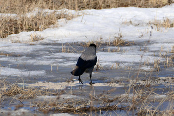 乌鸦鸟自然栖息地在户外自然
