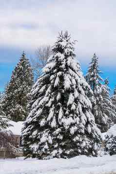 大冷杉树雪前面房子冬天季节