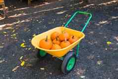 收获橙色南瓜黄色的轮子独轮手推车