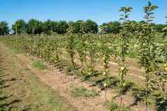 成熟苹果年轻的树苹果收获水果果园