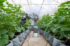 聪明的机器人安装内部温室护理农民收获瓜聪明的农场农业概念