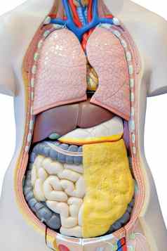 解剖学模型内部器官人类身体医疗教育