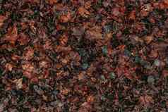 色彩斑斓的秋天叶子地面湿雨秋天季节叶子水坑雨灰色的11月天气复制空间模板设计