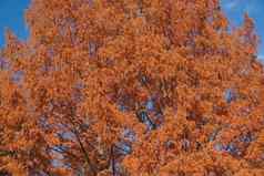 国家黎明红木树秋天