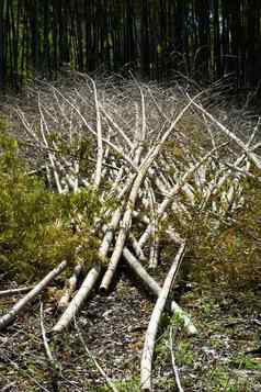 竹子森林森林砍伐