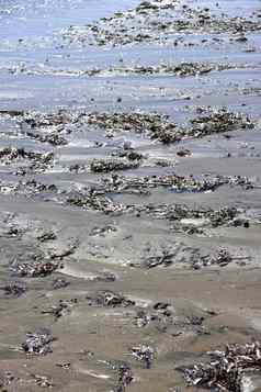 地中海海滩细节沙子贝壳浮木