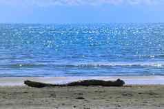 地中海海滩细节沙子贝壳浮木