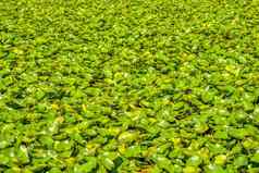 绿色叶子白色水莉莉湖水表面