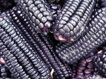 桩秘鲁紫色的玉米