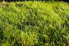 关闭表面绿色草草地阳光明媚的夏天一天