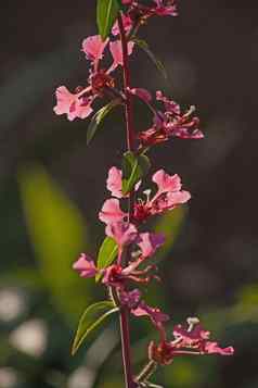 优雅的山字草山字草Unguiculata