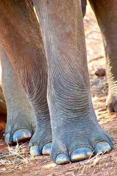 斯里兰卡斯里兰卡大象乌达瓦拉维国家公园斯里兰卡斯里兰卡