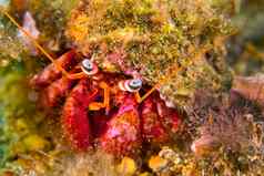 伟大的寄居蟹下士应对puntas的卡内格雷自然公园西班牙