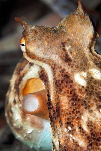 常见的章鱼下士应对puntas的卡内格雷自然公园西班牙