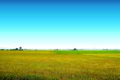 美丽的农业茉莉花大米农场早....清晰的蓝色的天空白色云