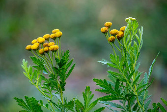 黄色的艾菊花tanacetum俗常见的艾菊苦<strong>按钮</strong>牛苦金<strong>按钮</strong>草地野花