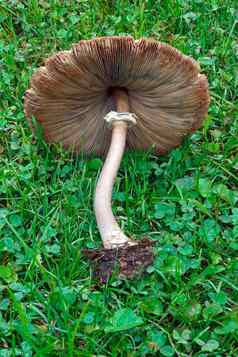 假阳伞蘑菇