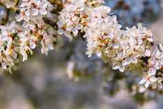 白色盛开的花樱桃李子树米拉贝尔李子树