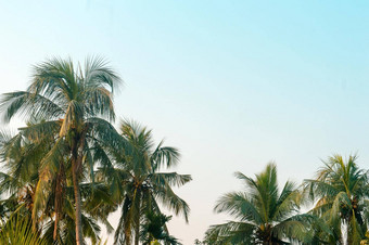 美丽的椰子棕榈树农场自然地平线<strong>热带</strong>海海滩漂亮的蓝色的清晰的天空云日落阳光夏天假期季节背景<strong>摄影</strong>复制空间