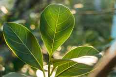 绿色叶吸收早....阳光叶子植物特写镜头背光早....雷光美自然背景光合作用叶绿素植物学生物学概念