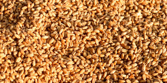 无缝的小麦粮食纹理模式早....阳光自然干生有机食物粮食前视图背景干早餐麦片宏拍摄特写镜头农业收获概念