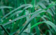 雨滴叶关闭雨水露水滴草作物植物阳光反射农村场景农业场草坪上草地冬天早....多雨的季节美自然背景