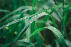 雨滴叶关闭雨水露水滴草作物植物阳光反射农村场景农业场草坪上草地冬天早....多雨的季节美自然背景