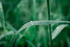 雨滴叶雨下降叶子极端的关闭雨水露水滴叶片草阳光反射冬天多雨的季节美自然摘要背景宏摄影