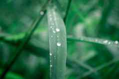 雨滴叶雨下降叶子极端的关闭雨水露水滴叶片草阳光反射冬天多雨的季节美自然摘要背景宏摄影