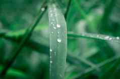 雨滴叶雨下降叶子极端的关闭雨水露水滴叶片草阳光反射冬天多雨的季节美自然摘要背景宏摄影