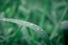 雨滴叶雨下降叶子极端的关闭雨水露水滴叶片草阳光反射冬天多雨的季节美自然摘要背景宏摄影