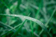 雨滴叶雨下降叶子极端的关闭雨水露水滴叶片草阳光反射冬天多雨的季节美自然摘要背景宏摄影