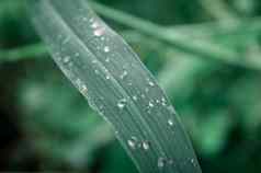 雨滴叶雨下降叶子极端的关闭雨水露水滴叶片草阳光反射冬天多雨的季节美自然摘要背景宏摄影