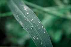 雨滴叶雨下降叶子极端的关闭雨水露水滴叶片草阳光反射冬天多雨的季节美自然摘要背景宏摄影