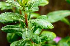 雨滴叶雨滴叶子图片美丽的多雨的季节水下降绿色叶小花植物自然背景