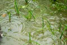 季风雨下降发芽绿色草叶子水日志记录农业区域关闭重雨下降地面照片雨秋天声音效果美丽的多雨的季节自然背景关闭