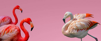 横幅美丽的红色的乐观火烈鸟孤立的梯度粉红色的背景复制空间文本特写镜头细节爱护理约会魅力概念