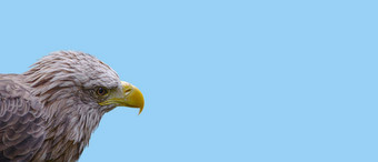 横幅头棕色（的）鹰鸟黄色的嘴蓝色的天空背景复制空间特写镜头细节